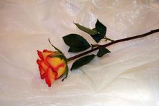 Rose-orange-1.jpg